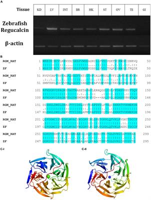 Growth and Antioxidant-Related Effects of the Reestablished Ascorbic Acid Pathway in Zebrafish (Danio rerio) by Genomic Integration of L-Gulonolactone Oxidase From Cloudy Catshark (Scyliorhinus torazame)